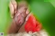 A close up of a person with a red flower in their mouth.